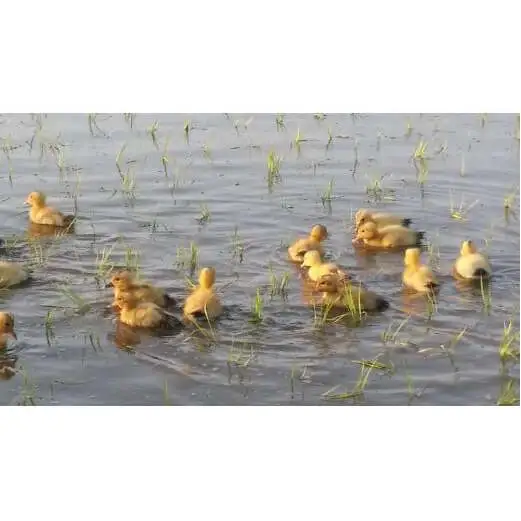 先行予約 令和8年 新潟県産コシヒカリ 【アイガモ農法】 JAS有機発芽玄米 3kg（ 1kg×3袋 ） 上越市 三和区 富永農産