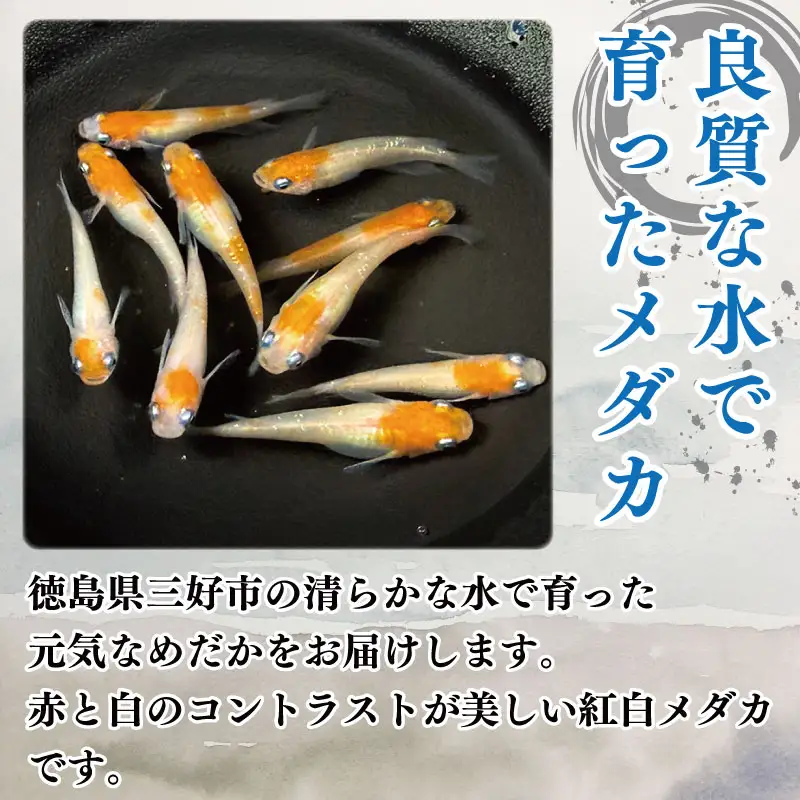 紅白 めだか 5匹 ＋ 死着補償 エサ付き【 めだか 】