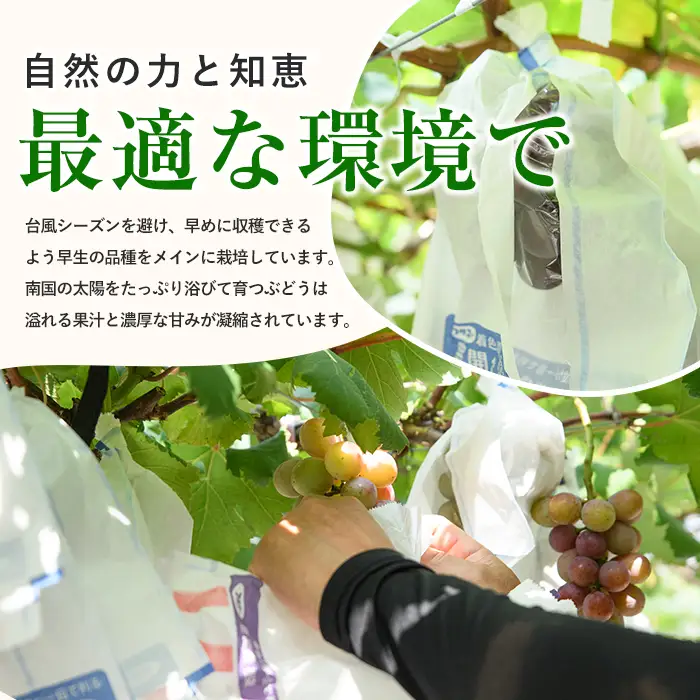 【2026年7月下旬〜発送】＜期間限定＞迫田果樹園のぶどう クイーンニーナ 約1.5kg (迫田果樹園/IB064-011)