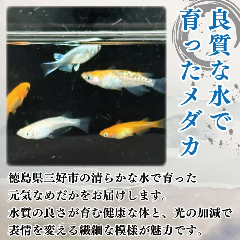 ミックス めだか 9匹 ＋ 死着補償 エサ付き【 めだか 】