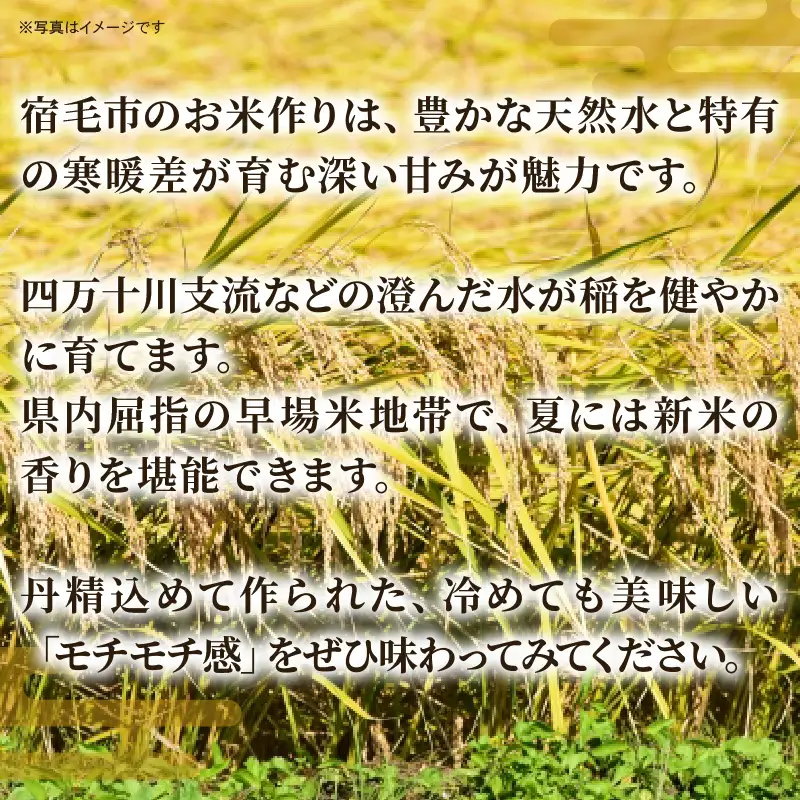 【先行受付】令和8年産 米 5kg よさ恋美人 新米 