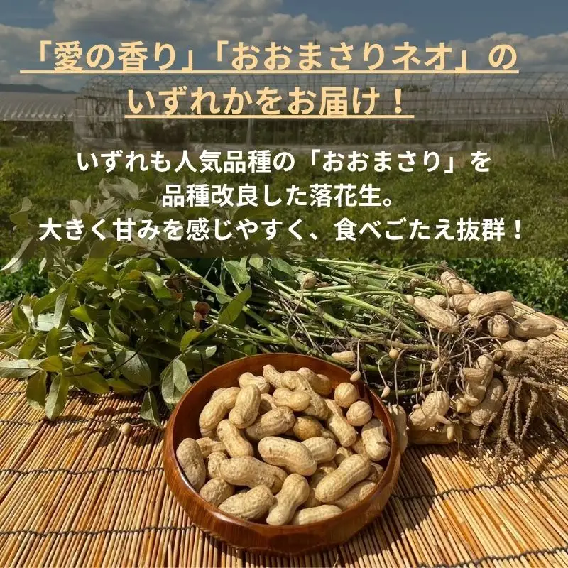 訳あり 落花生 8月～11月発送 (約1kg) | 京都府久御山町 落花生