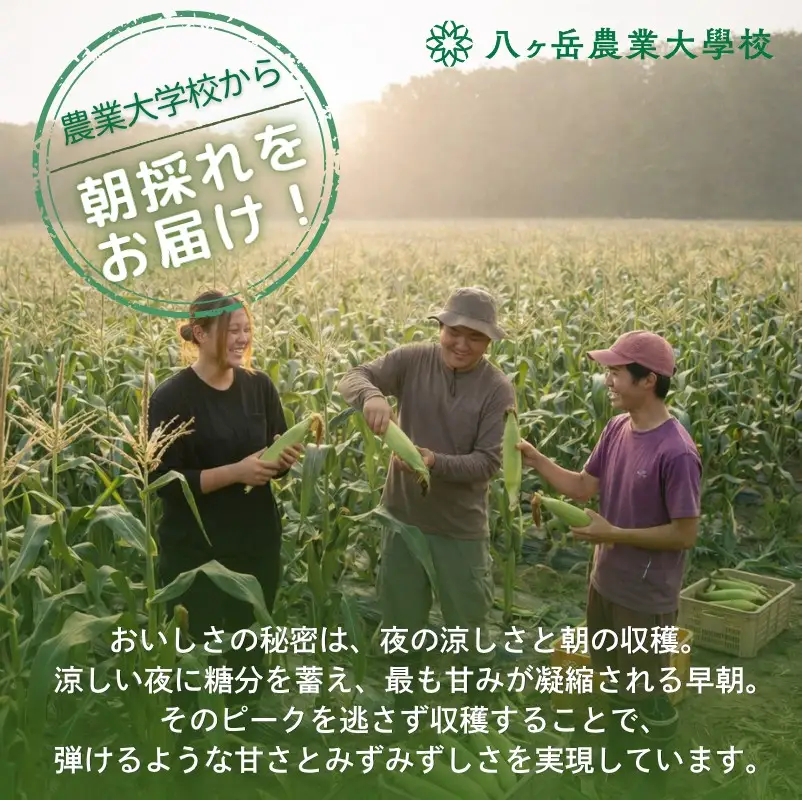 朝採れ 直送 フルーツのような甘さ 『 皮付き 』 生とうもろこし 10本