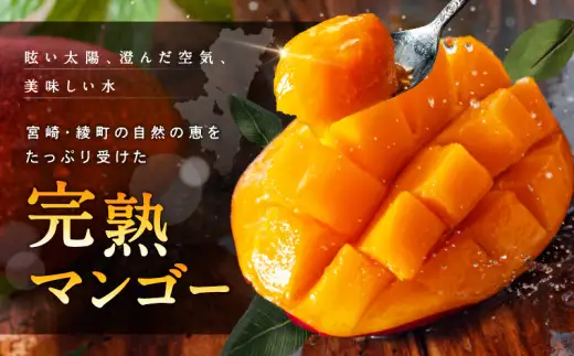 【訳あり】完熟マンゴー 2L×5玉（パック）【濃厚 高級 宮崎 果物 フルーツ 贈答 ギフト 甘い 先行受付 送料無料】【JA綾町】_A0114-1081