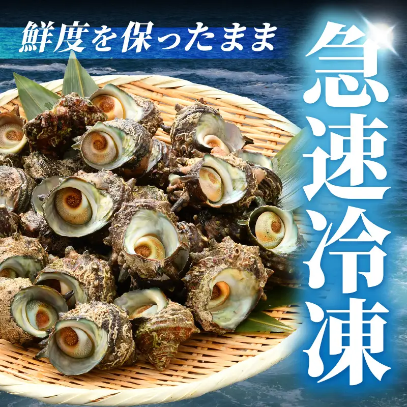 【先行予約】越前町産 天然 サザエ 3kg （500g×6袋）【2026年6月中旬より順次発送】【サザエ 海鮮】 [e15-b019]