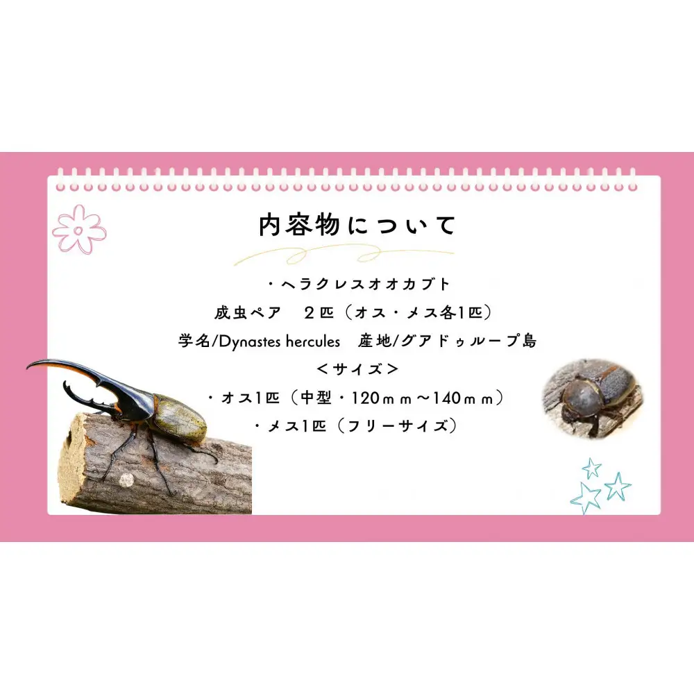 【虹色Farm】ヘラクレスオオカブト 成虫ペア(オス・メス各1匹)｜京都 ヘラクレス 人気