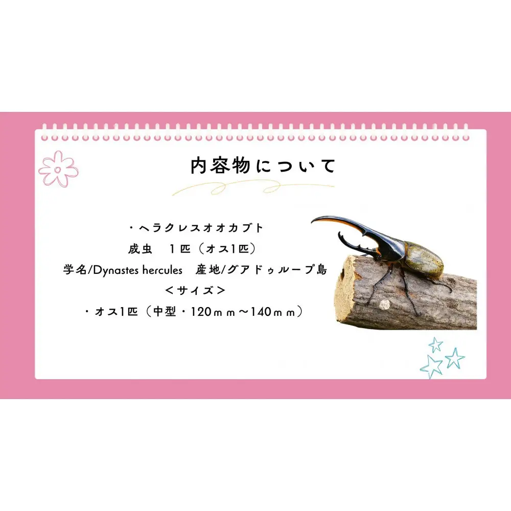 【虹色Farm】ヘラクレスオオカブト 成虫オス1匹(中型・120mm～140mm)｜京都 ヘラクレス 人気
