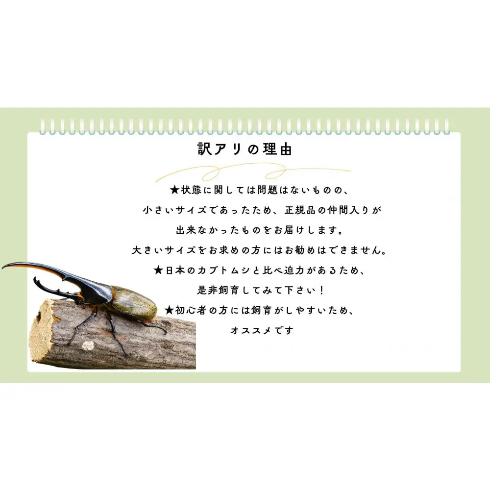 【虹色Farm】ヘラクレスオオカブト 成虫オス1匹(小型・100mm～120mm)訳アリ｜京都 ヘラクレス 人気