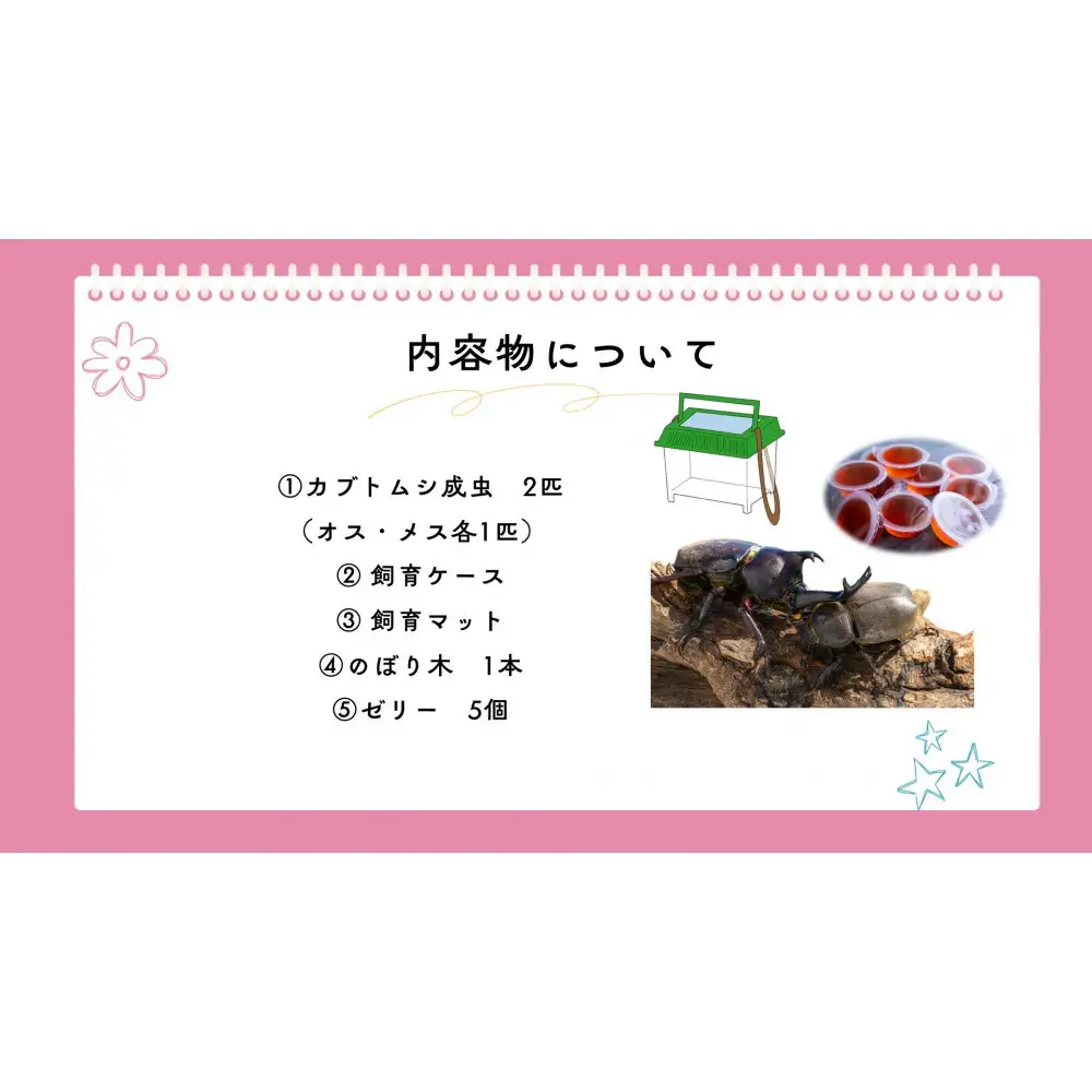 《先行受付・2026年7月お届け》【虹色Farm】国産カブトムシ成虫1ペア(飼育キット付) ｜京都 カブトムシ 人気