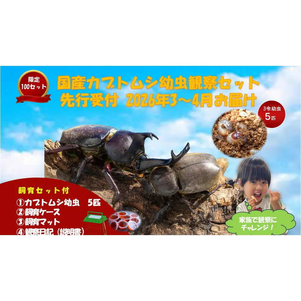 【虹色Farm】国産カブトムシ幼虫5匹観察セット(飼育キット付) ｜京都 カブトムシ 人気