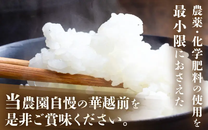 先行予約 ハナエチゼン 2kg (1袋) 白米 2026年9月上旬以降順次発送予定 [A-8988]