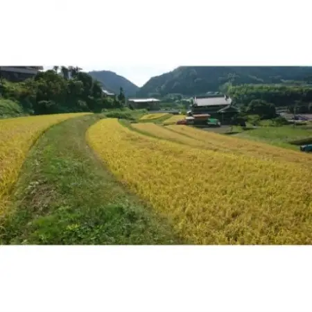 【発送月固定定期便】大阪府和泉市の農家さんが心を込めて作ったお米　1袋5kg　【単一品種】全3回【4086244】