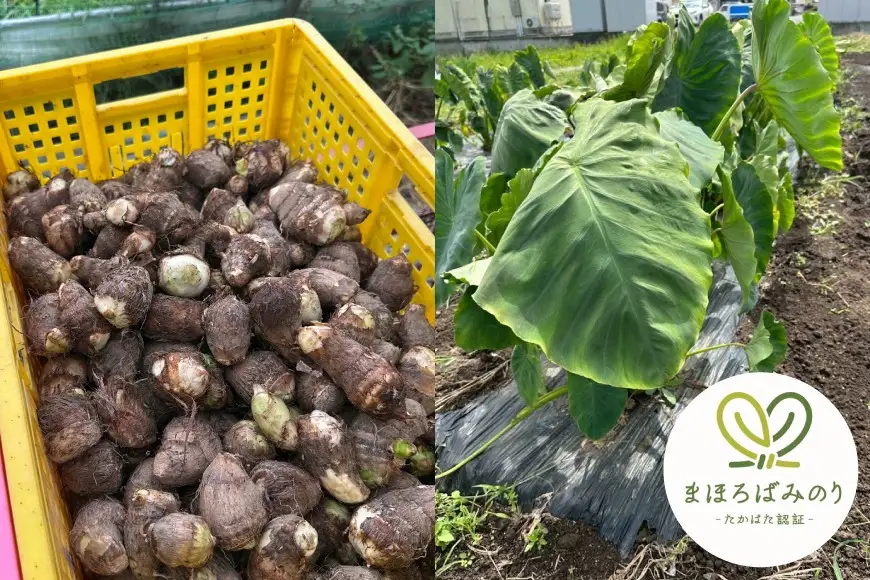 【期間限定発送】 里芋 約 2kg (15～20個) 土付き [農家の店しゃんくすろーど 山形県 高畠町 tk06bcz250001]