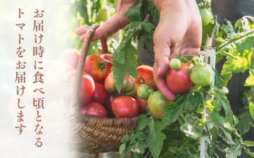 【7月発送】訳あり 青森県産 桃太郎 トマト 約4kg 大玉 tomato 新鮮 野菜 旬 甘い 完熟 ジュース 産地直送 農家直送 [fu-0022-003-07]