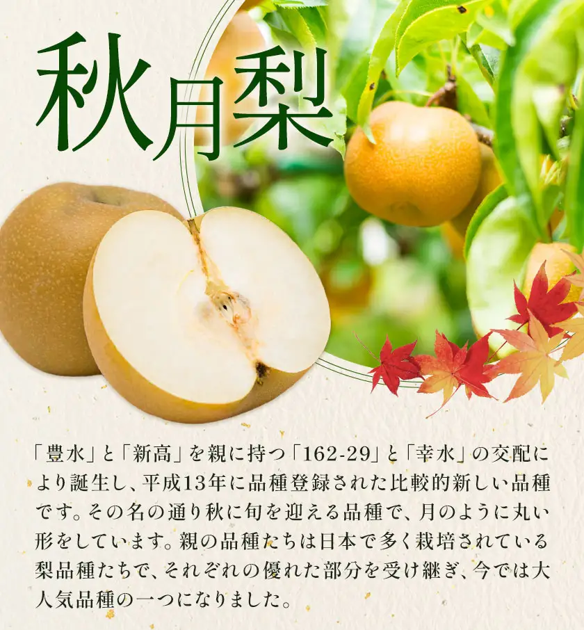 秋月梨 3㎏ 贈答用化粧箱（5～9玉） 日本フルーツ株式会社《9月上旬-9月末頃出荷予定》