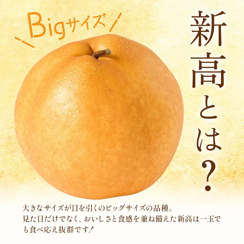 新高梨 3㎏ 贈答用化粧箱（5～9玉） 日本フルーツ株式会社 《9月上旬-10月上旬頃出荷予定》
