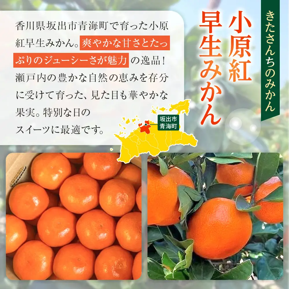 【先行予約】きたさんちのみかん　小原紅早生みかん4.5kg　ご家庭用（Mサイズ）【12月上旬発送】