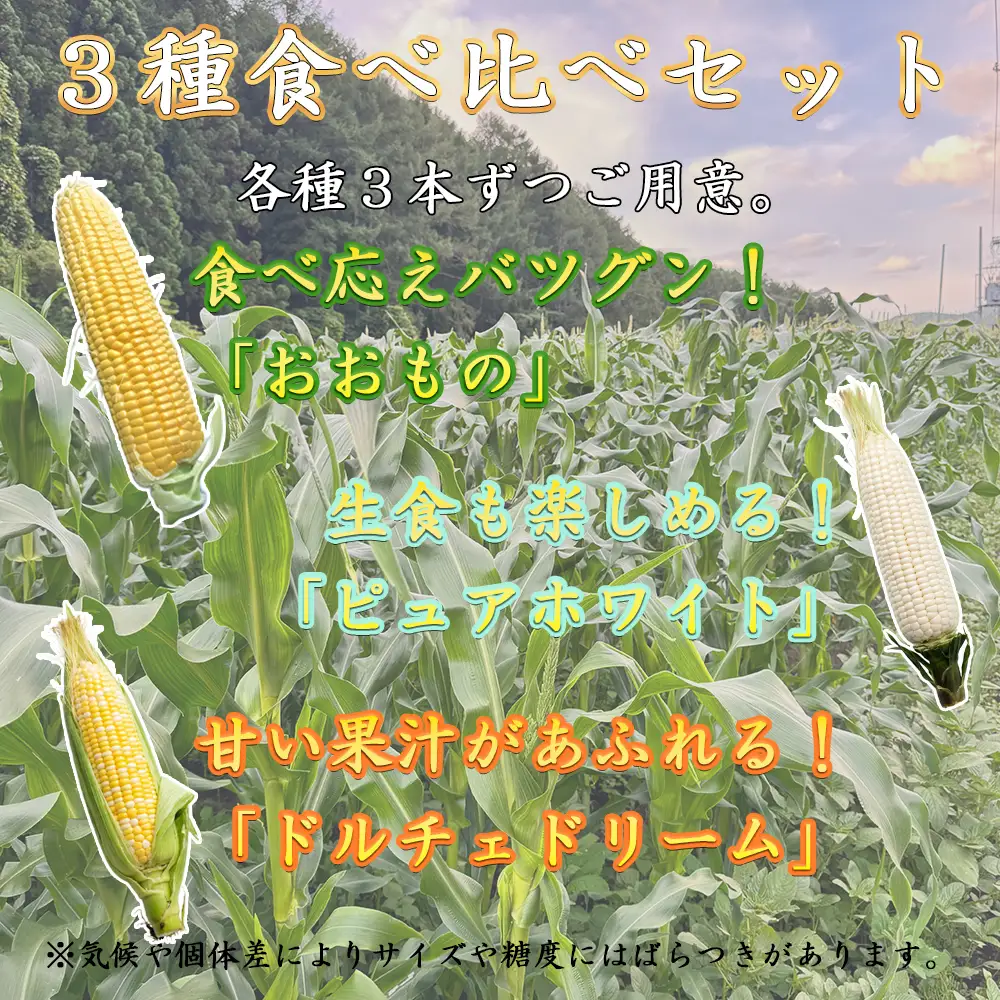 【先行予約】【期間限定】長野県長和町産 黒耀水育ちのあまいとうもろこし 人気３品種食べ比べセット とうもろこし セット 冷蔵便 新鮮スイートコーン 朝採れトウモロコシ
