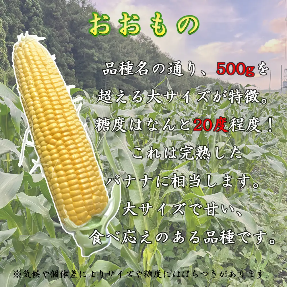 【先行予約】【期間限定】長野県長和町産 黒耀水育ちのあまいとうもろこし 人気品種「おおもの」10本入り とうもろこし セット 冷蔵便 新鮮スイートコーン5kg 朝採れトウモロコシ