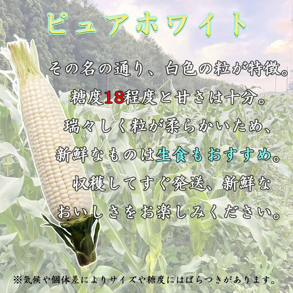 【先行予約】【期間限定】長野県長和町産 黒耀水育ちのあまいとうもろこし 人気品種「ピュアホワイト」10本入り とうもろこし セット 冷蔵便 新鮮スイートコーン4kg 朝採れトウモロコシ