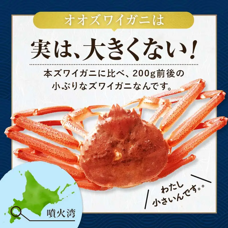訳あり】北海道噴火湾産 活オオズワイガニ1kg ＜道産ネットミツハシ