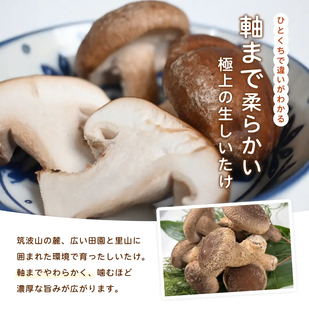 産地直送！軸まで美味しい『軸王しいたけ』特大サイズ 約500g (約10〜12個)