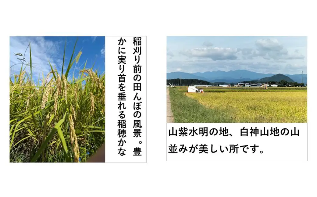 【令和7年産】秋田県産「あきたこまち」精米10kg（10kg×1袋）　【190P9002】