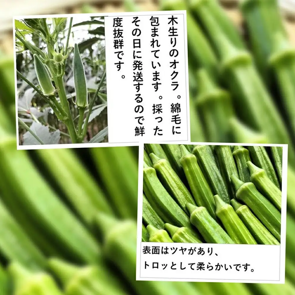 トロッとおいしいオクラ＜80本、約1000g＞　80P3206