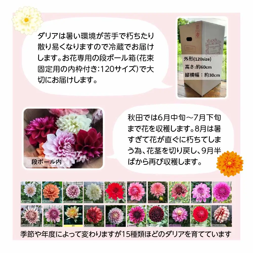 新鮮！綺麗！秋田のダリア〈5本〉　45P7805