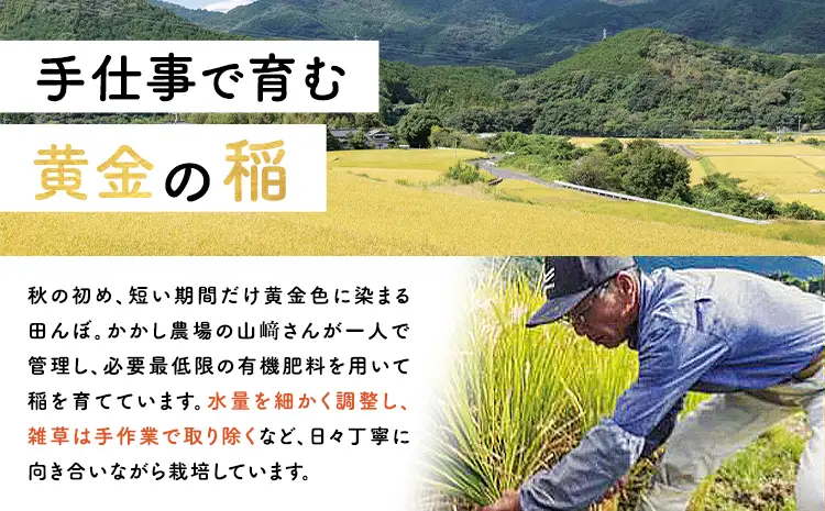 かかしの恵み パックごはん 白米 150g×3個 かかし農場《30日以内に出荷予定(土日祝除く)》