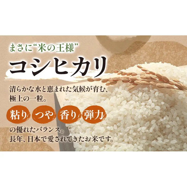 【令和7年産】静岡県産米 こしひかり 5kg 川島米穀店 お米 精米 こめ ご飯 白米 静岡 浜松市