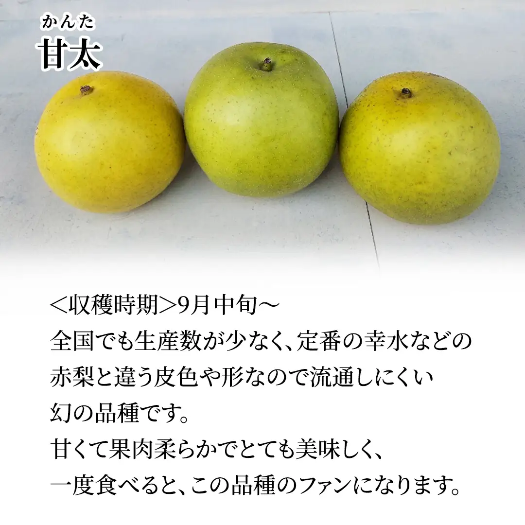 梨 とっても甘くて ジューシー 甘太 3kg【10月上旬発送開始】