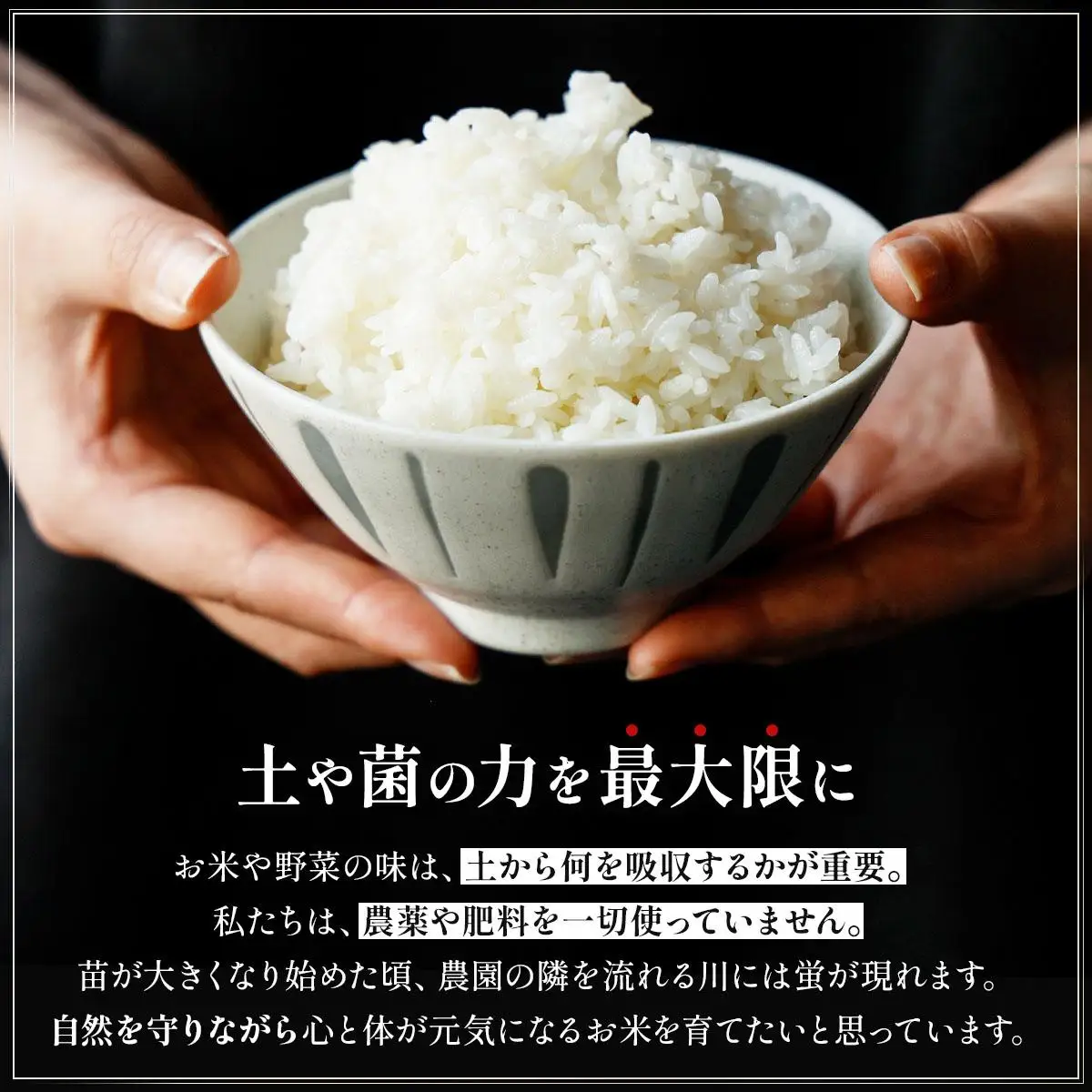 農薬・除草剤・肥料不使用 自然栽培米 令和7年度産ヒノヒカリ 白米 3kg
