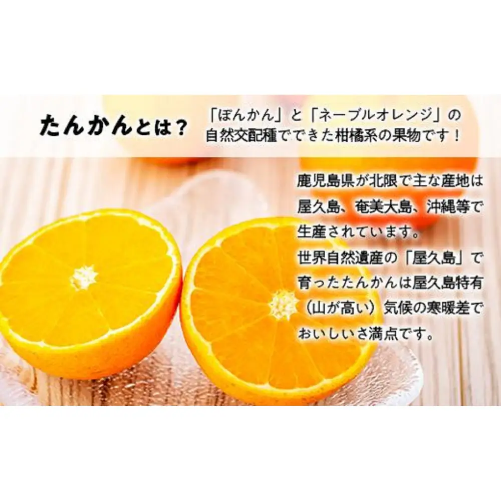 ＜先行予約／数量限定＞屋久島産たんかん 自家用(訳あり品) 約3kg(S～2Lサイズ・少々キズあり)【2027年2月中旬以降お届け】