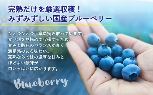 【2026年6月中旬～順次発送】国産 生ブルーベリー 500g (125g×4パック)品種おまかせ