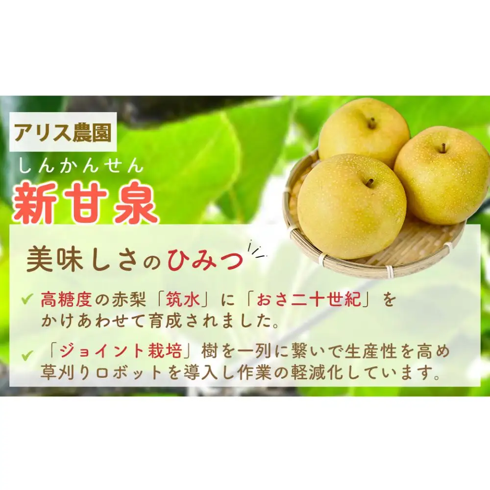 新甘泉3kg 【倉吉産】（アリス農園） 梨 和梨  新甘泉 しんかんせん