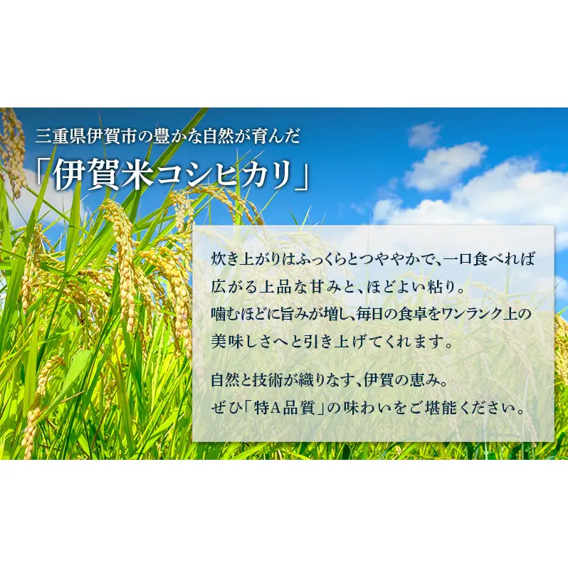 【特A評価・6ヶ月定期便】令和7年産 伊賀米コシヒカリ15kg（精米）　お米 米 白米 こしひかり ごはん 三重県 名張市
