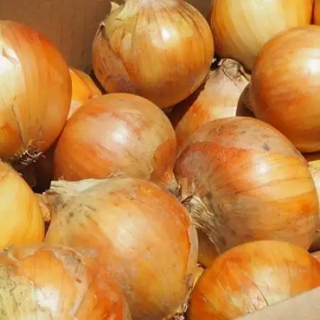 《約4.5kg》藤原農園の泉州たまねぎ　なにわの伝統野菜　サイズ混合【1733145】