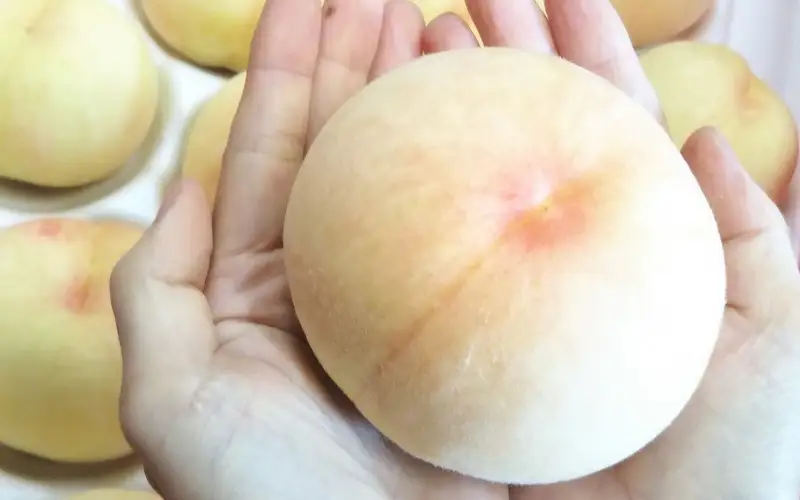 【2026年先行予約】桃 岡山白桃 晩生種 約2kg（5~9玉）岡山県産 ご家庭用 もも 白桃 フルーツ 果物 きびもも園【kbmm003】