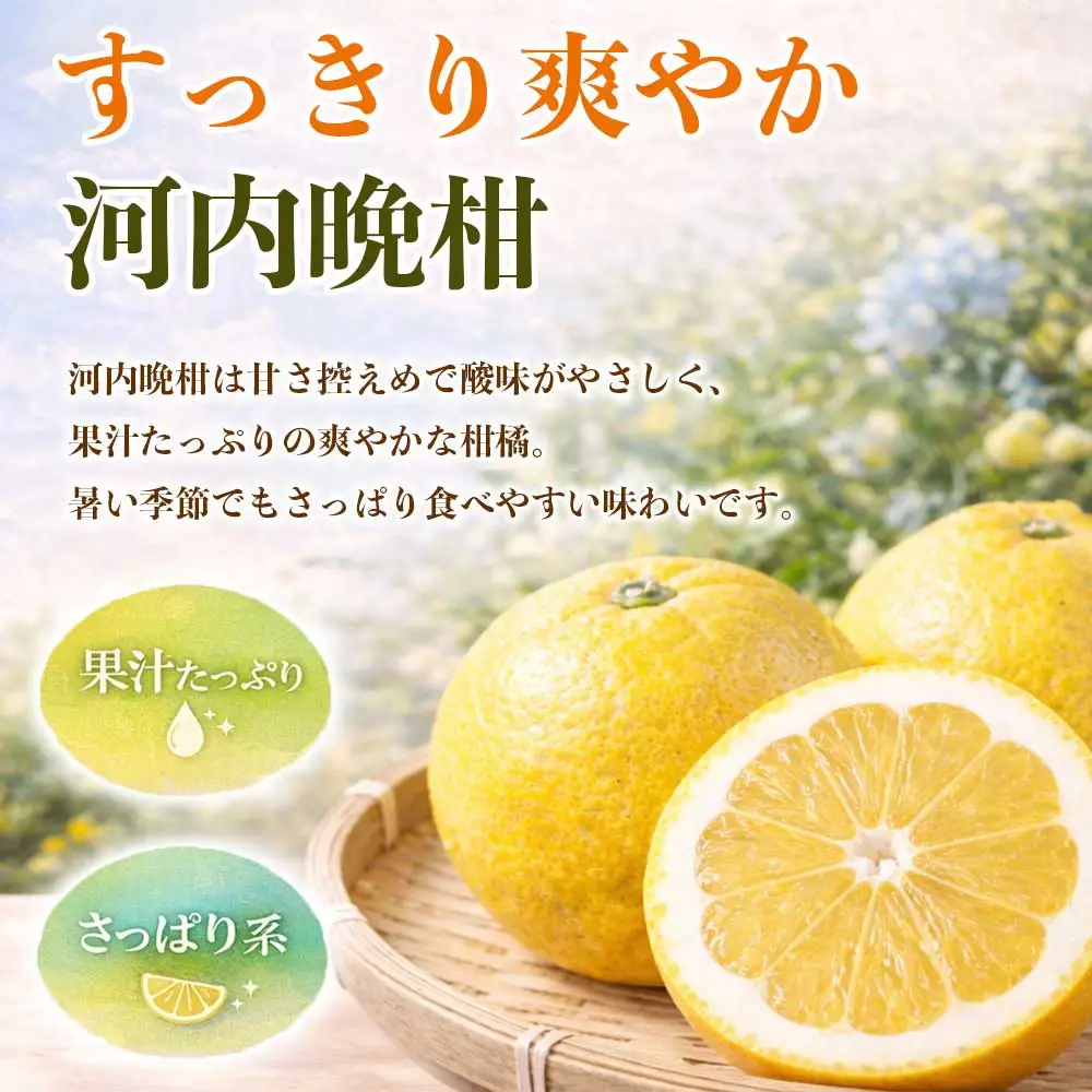 先行予約 訳あり 河内晩柑 ジューシーオレンジ みかん 約4kg 【2027年3月上旬～4月中旬配送予定】