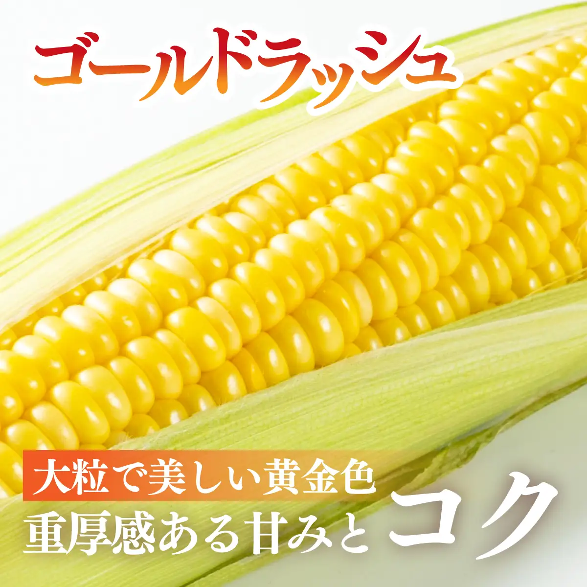 太陽のとうもろこし 【ゴールドラッシュ】 10本セット | とうもろこし