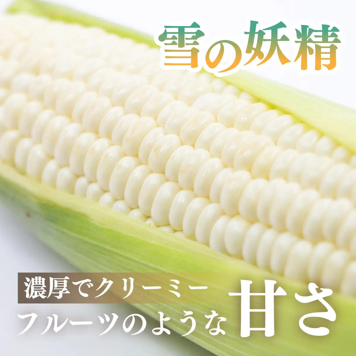 太陽のとうもろこし 【雪の妖精】 10本セット | とうもろこし