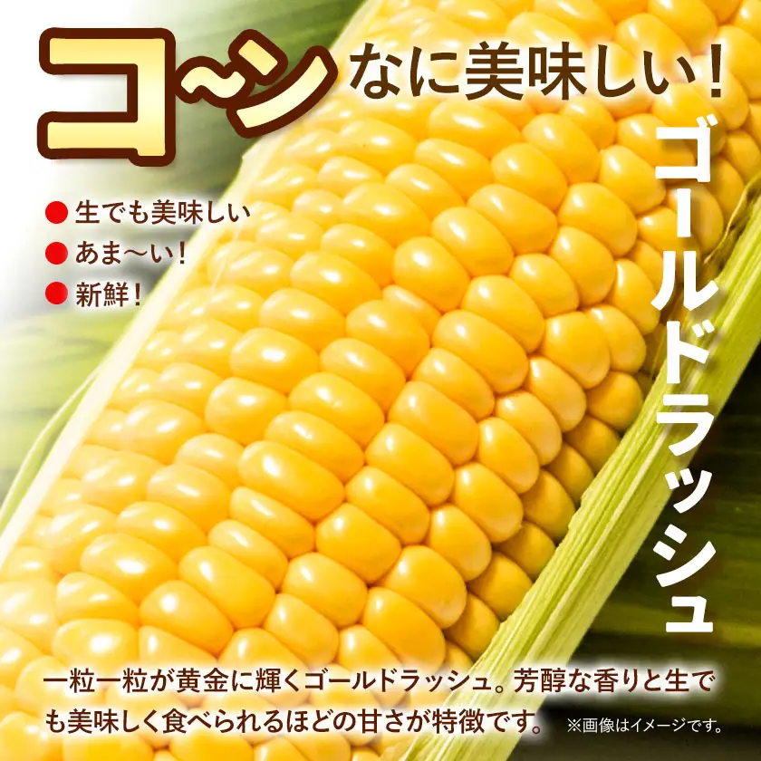 《先行受付開始》産地直送 とうもろこし 朝採れ スイートコーン ゴールドラッシュ 3本セット 城本農園《2026年7月中旬-8月中旬頃出荷》