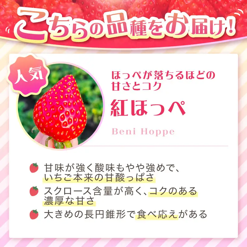 【2027年1月～5月発送予定】【いちご本来の甘酸っぱさを味わう】定番人気 紅ほっぺ 約600g（約300g×2パック×1箱）2ヶ月定期便【配送不可地域：北海道・沖縄・離島】【121D-012-2027】
