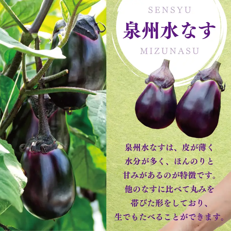 【先行予約】朝採り直送 徳用水なす 15個 訳あり 規格外