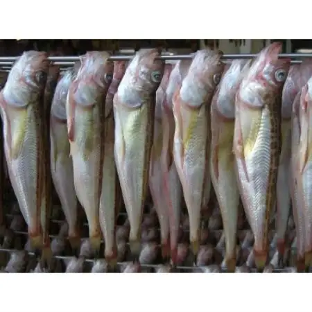 美味い、脂の乗った浜坂産一夜干しハタハタ約500g入り【配送不可地域：離島】【1685798】
