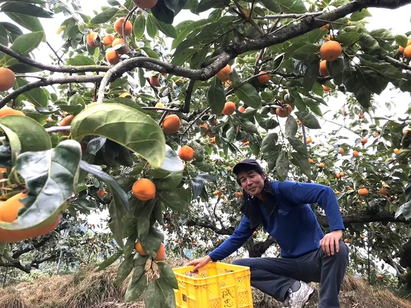 柿 富有柿【秀品】和歌山県産 約2kg 【2026年11月中旬から2026年12月上旬発送】｜柿 富有柿  フルーツ 果物  【A242-frks136A】
