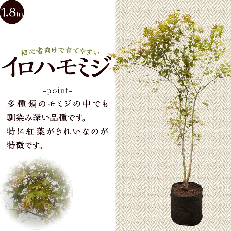 植木　イロハモミジ　1.8ｍ