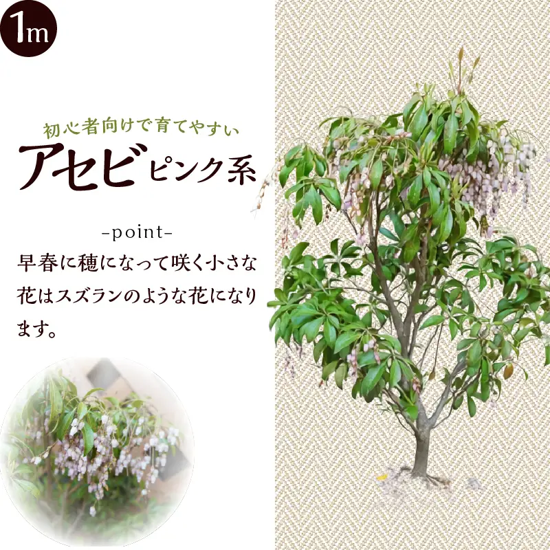 植木　アセビ　1ｍ