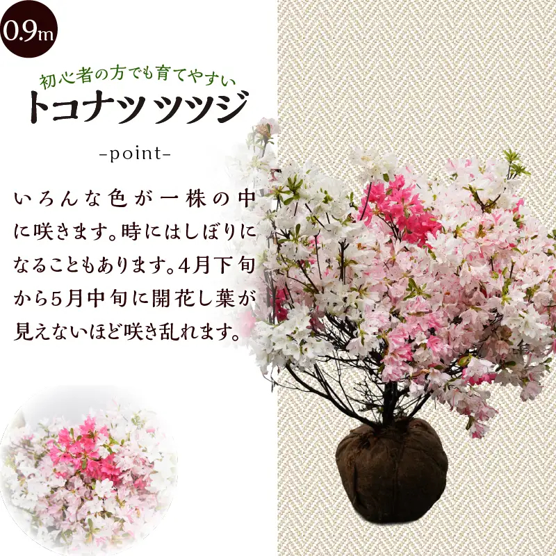 植木　トコナツツツジ　0.9m（久留米ツツジ）